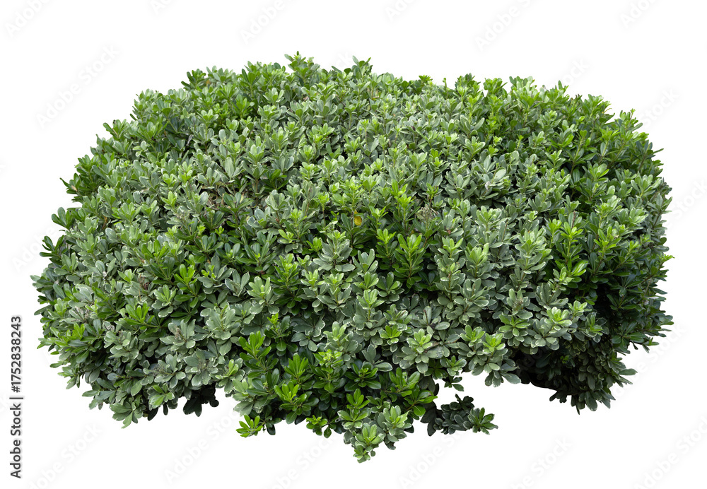 Obraz premium Tropical plant fence bush green shrub tree isolated on white background with clipping path. 
