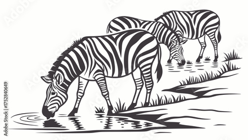 Black and White Illustration of Two Zebras Drinking Water in Nature Peaceful Wildlife Safari Animal Sketch Design