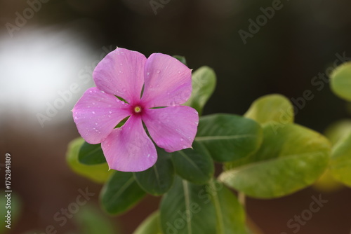 catharanthus roseus flower with rain drops