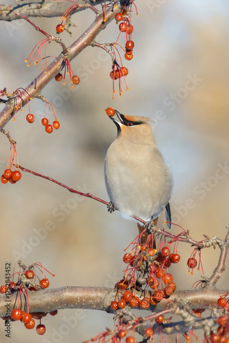 Seidenschwanz auf einem Ast mit roten Beeren im Winter