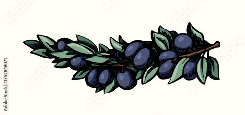 Vector drawing. Olive branch with fruits