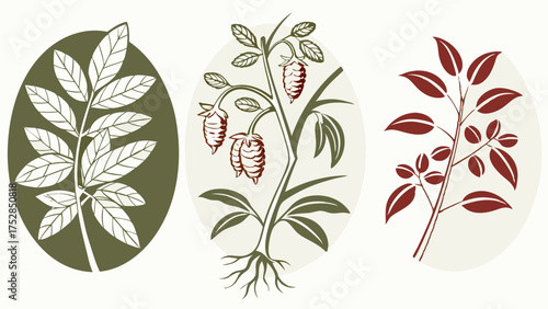 Hand Drawn Botanical Illustrations of Organic Plants Natural Legumes Coffee Berries and Roots Vintage Agricultural Ingredient Art for Healthy Food Design