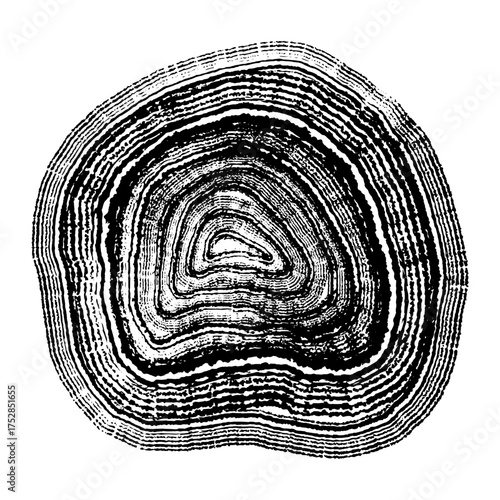 Wood grain. Cross section of tree stump slice with age rings. Grunge black and white wooden texture with annual rings. Drawing tree rings isolated on white background. Texture of cut wood log