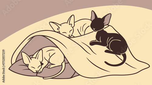Three Adorable Sphynx Cats Sleeping Peacefully on a Cozy Blanket and in a Warm Cat Bed Hairless Kittens Relaxing Indoors Pet Comfort Illustration