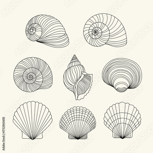 A collection of detailed line drawings of various seashells and marine life forms.