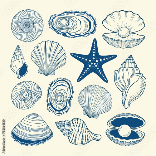 A beautiful collection of seashells and ocean life forms drawn with intricate detail.