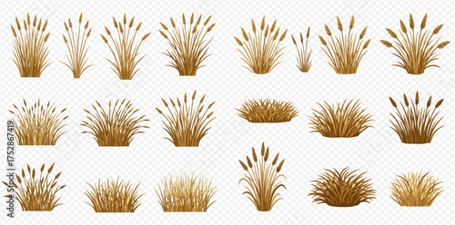 Illustration of various clumps of wheat or reeds on a transparent background.