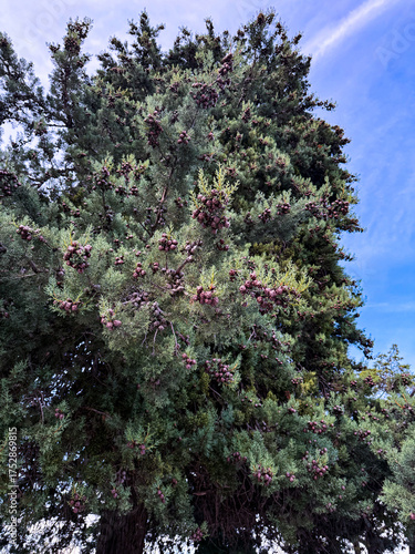 A majestic, tall cypress tree stands against a bright blue sky, its dense green foliage dotted with numerous small, dark purple cones.