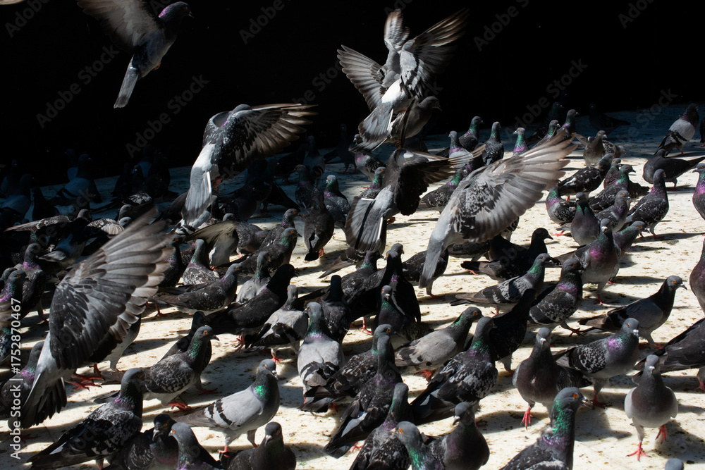 Fototapeta premium Lovely wild pigeons bird live in urban environment