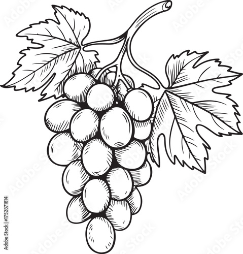 Grapes Branch with Leaves Black Outline Sketch Vector Illustration Isolated on Transparent Background 130 Characters
