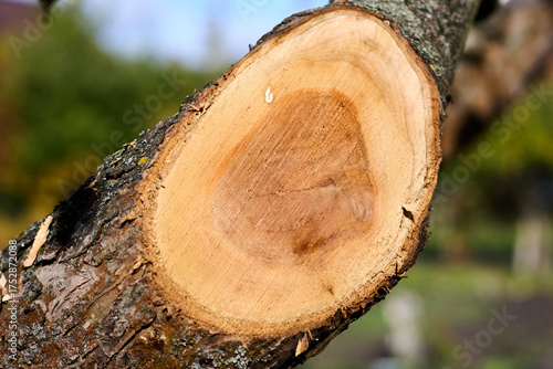 Fotografie Close-up of a newly cut tree branch featuring visible rings and bark texture, showcasing the natural patterns and growth of the tree, emphasizing its outdoor existence in detail