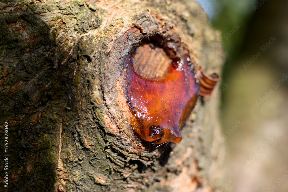 Obraz premium A close-up captures amber tree sap oozing from a damaged tree trunk, highlighting the tree's natural healing process, the vibrant amber color, and the intricate details of the bark.