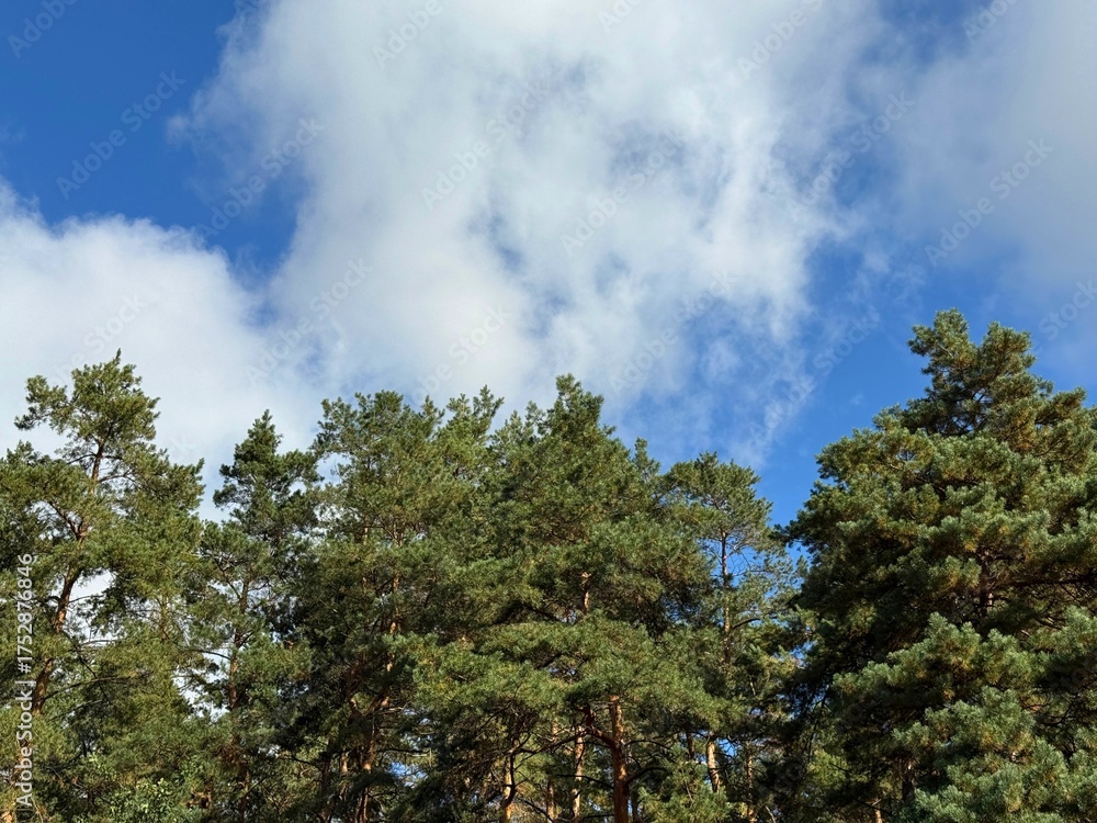 Obraz premium Coniferous forest with tall pine trees against sky 