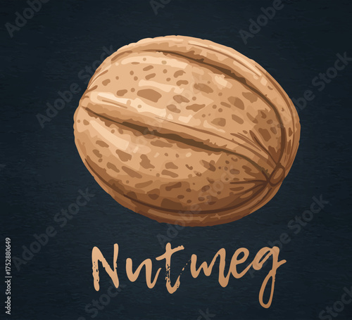 Nutmeg vector icon isolated on black chalkboard. Cartoon illustration of nutmeg seeds. Detailed shading creates a realistic appearance, highlighting the texture and natural variations of the nut