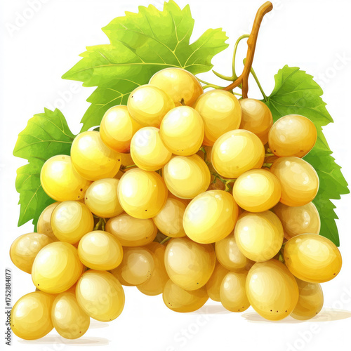 Grapevine Isolated