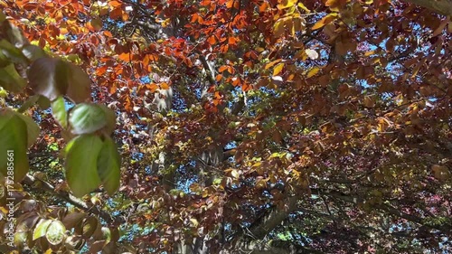 Majestic autumn tree with bright orange leaves gently moving in the wind. Warm sunlight enhances the golden fall colors, creating a peaceful seasonal landscape. Perfect for nature, relaxation, and sea