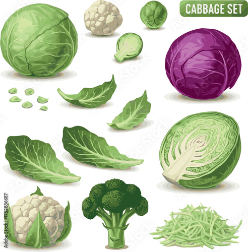 Cabbage set. Green nutrition agricultural objects vegetarian food natural healthy fresh products vector realistic collection pictures. Cabbage vegetarian nutrition, raw fresh ingredient illustration