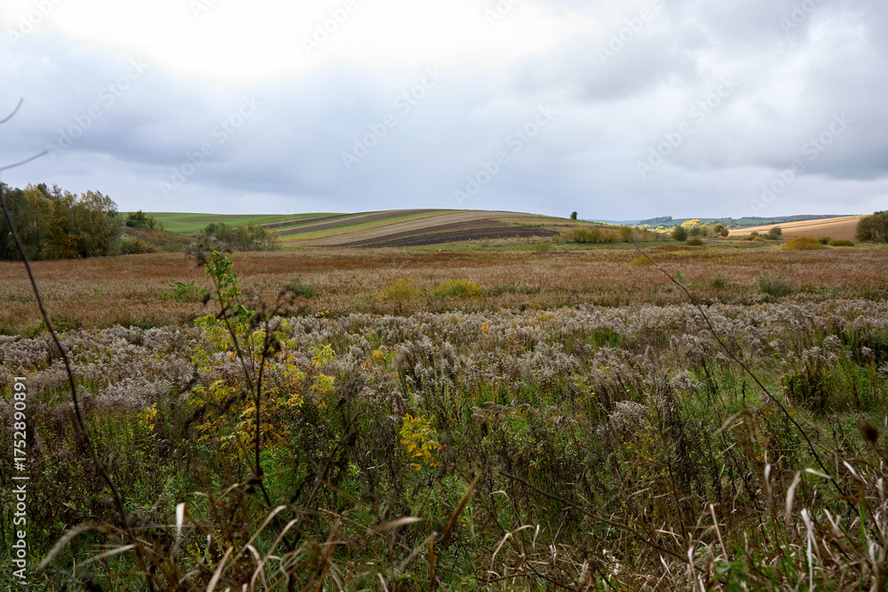 Obraz premium Overcast landscape of rural fields with goldenrod and diverse vegetation in the foreground offers a serene view under a cloudy sky, suggesting tranquility of late autumn.