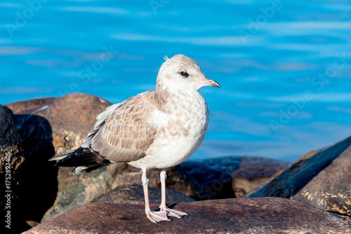 A grown-up baby glaucous gull stands on a rock near the water of a large lake.