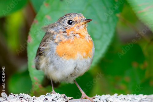 A robin, a species of bird from the flycatcher family, sits on a fence in the garden.