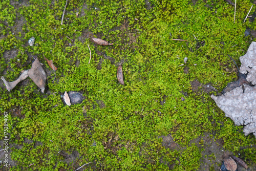 Green moss covering the ground with some debris around