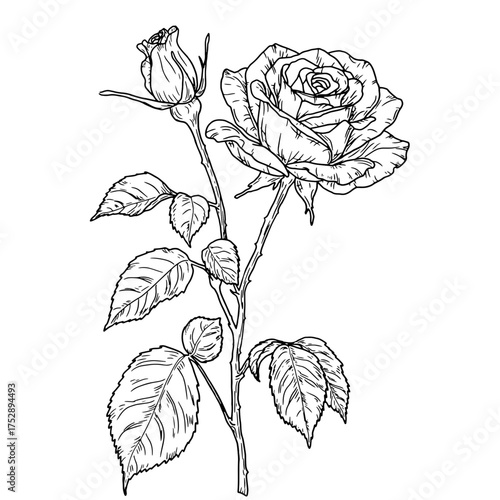 A rose on thin stem with a bud and a leaf, a black and white sketch. Vector illustration. Graceful flowers with buds, lush foliage, isolated on white background. For postcards, invitations and letters