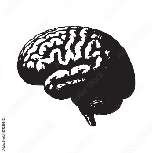 A special depiction of the human brain, detailed brain drawing, black and white brain drawing, artistic brain depiction, classical art, anatomical design. Old art illustration vector