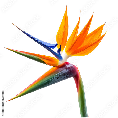 Isolated, vibrant bird of paradise flower with colorful petals and a dark background