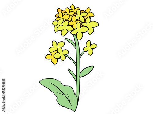 菜の花
