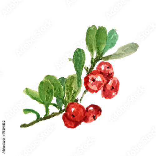 red lingonberry isolated on white background, hand drawing watercolor illustration
