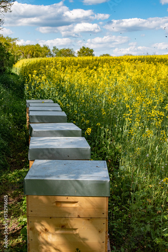 Rucher sur le bord d'un champ de colza français