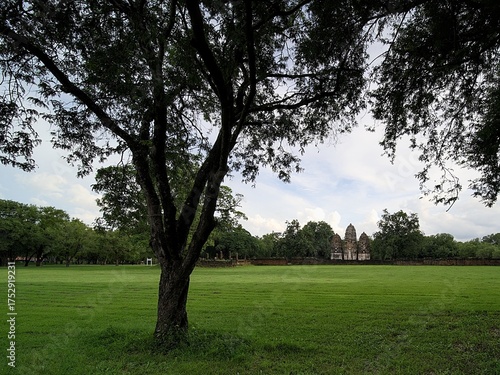 A tree is in the middle of a field