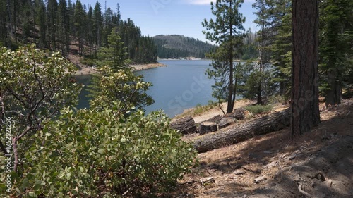 View of the lake through dense shrubs and pine trees on a sunny day