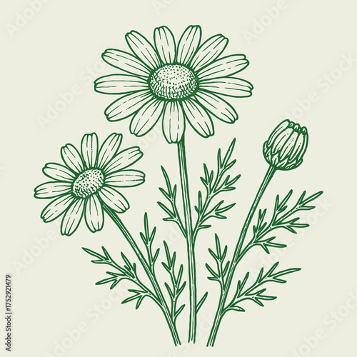 Classic Botanical Line Art of Chamomile Flowers. Simple, therapeutic illustration capturing the essence of the medicinal plant for wellness and herbal tea themes.
