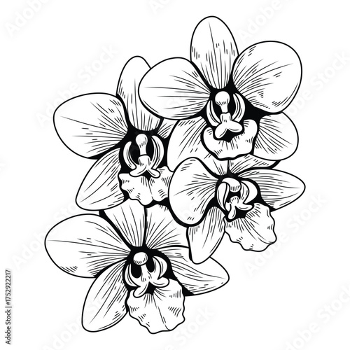Orchid flower plant handdrawn vintage style