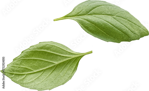 Basil leaves isolated