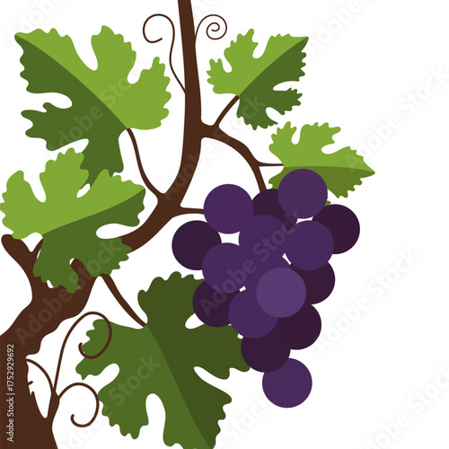 Cluster of red grapes on a vine with green leaves. Harvest season and wine production concept for labels, packaging, or educational material.