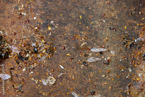 фотографія Close-up showing dead bees, scattered wings, and organic debris on a wooden surface, highlighting the growing concern of bee colony collapse disorder and its environmental implications