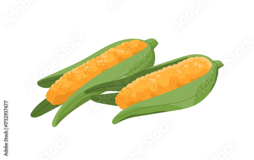 Ripe ears of corn with green leaves. Icon of raw maize cobs. Organic vegetables with natural grains, healthy food, eating. Agriculture crop, farm harvest. Flat isolated vector illustration on white