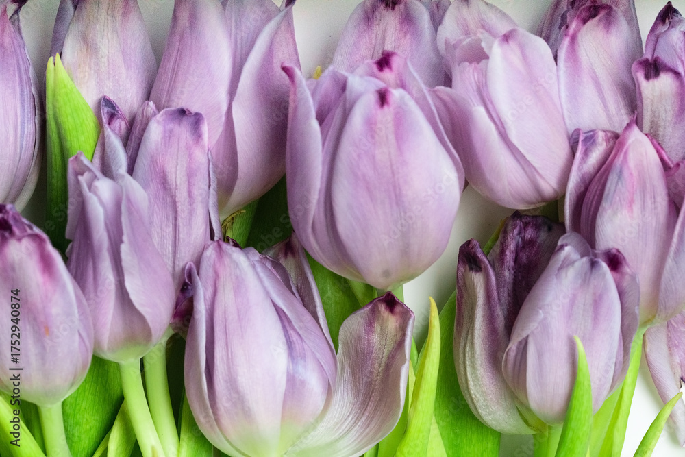 Obraz premium Detailed closeup of purple tulips with smooth petals, highlighting their rich color and texture. Ideal for wallpapers, print designs, and botanical concepts.