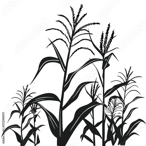 Several tall corn stalks are growing close together, shown as a black silhouette
