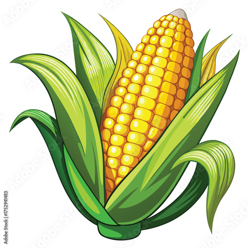 Fresh golden corn cob shows bright yellow kernels enveloped with bright green husk leaves