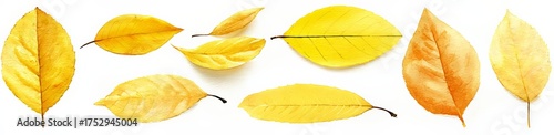 Autumn yellow leaves collection isolated on white background, seasonal fall nature concept, horizontal composition with copy space