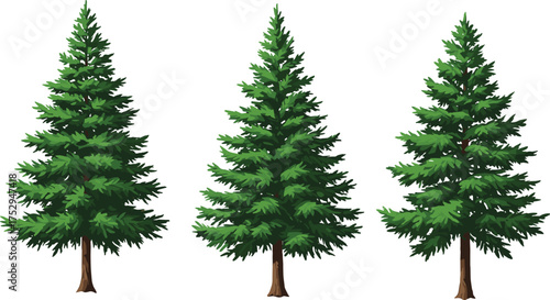 Evergreen coniferous tree illustration set, pine spruce fir collection, forest clipart, green foliage, outdoor vegetation, eco concept, seasonal artwork