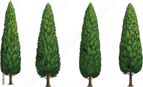 Evergreen coniferous tree illustration set, tall conical pine spruce fir collection, forest clipart, green foliage, outdoor vegetation, eco concept