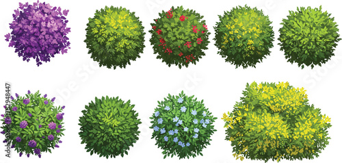 Flowering bushes illustration, colorful shrubs vector, ornamental plants design, garden foliage artwork, botanical drawing, eco friendly greenery 