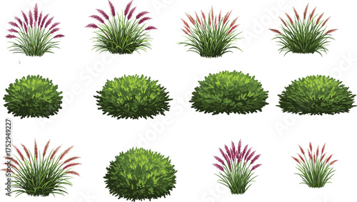 Ornamental grasses vector, decorative bushes illustration, landscaping plants design, garden foliage artwork, botanical drawing, eco friendly greenery, 