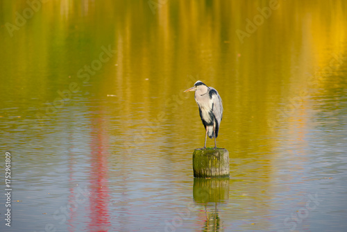 Wallpaper Mural Serene moment of a heron over still lake with autumn hues Torontodigital.ca
