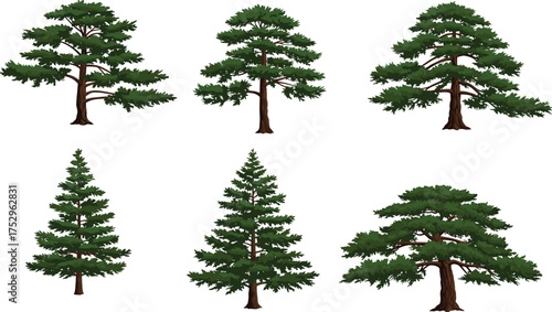 Coniferous tree illustration set, evergreen pine spruce fir collection, diverse foliage clipart, forest element, outdoor vegetation, eco concept, seasonal artwork, landscape design