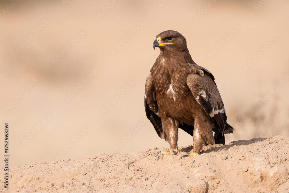 Fototapeta premium Steppe Eagle (Aquila nipalensis) spotted in the Rajasthan desert, India. This majestic brown raptor with a piercing gaze stands proudly on the arid ground of its natural habitat.